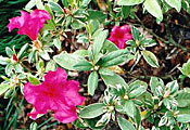 Scheda Azalea (Rhododendron obtusum)
