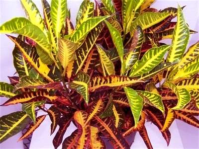 Scheda Croton (Codiaeum variegatum)