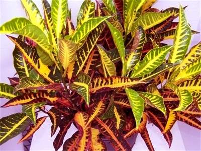 Scheda Croton (Codiaeum variegatum)