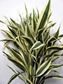 Scheda Dracaena (Dracaena sanderiana)