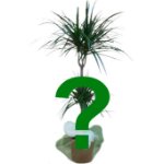 Pianta verde generica a piacere del fiorista con coprivaso h. circa 50 cm Pianta verde generica a piacere del fiorista con coprivaso h. circa 50 cm