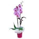 Pianta Phalenopsis con vaso di ceramica 2 o più rami