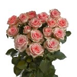 Rose rosa a gambo lungo Rose rosa a gambo lungo