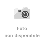 Composizione di piante in ciotola Composizione di piante in ciotola