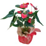 Pianta di anthurium Pianta di anthurium