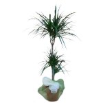Pianta di dracaena a tronchetto Pianta di dracaena a tronchetto